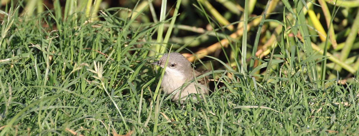 Fauvette babillarde - ML644639089