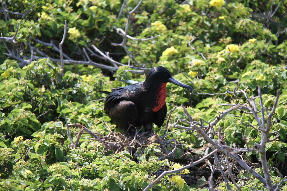 Frégate superbe - ML644639090