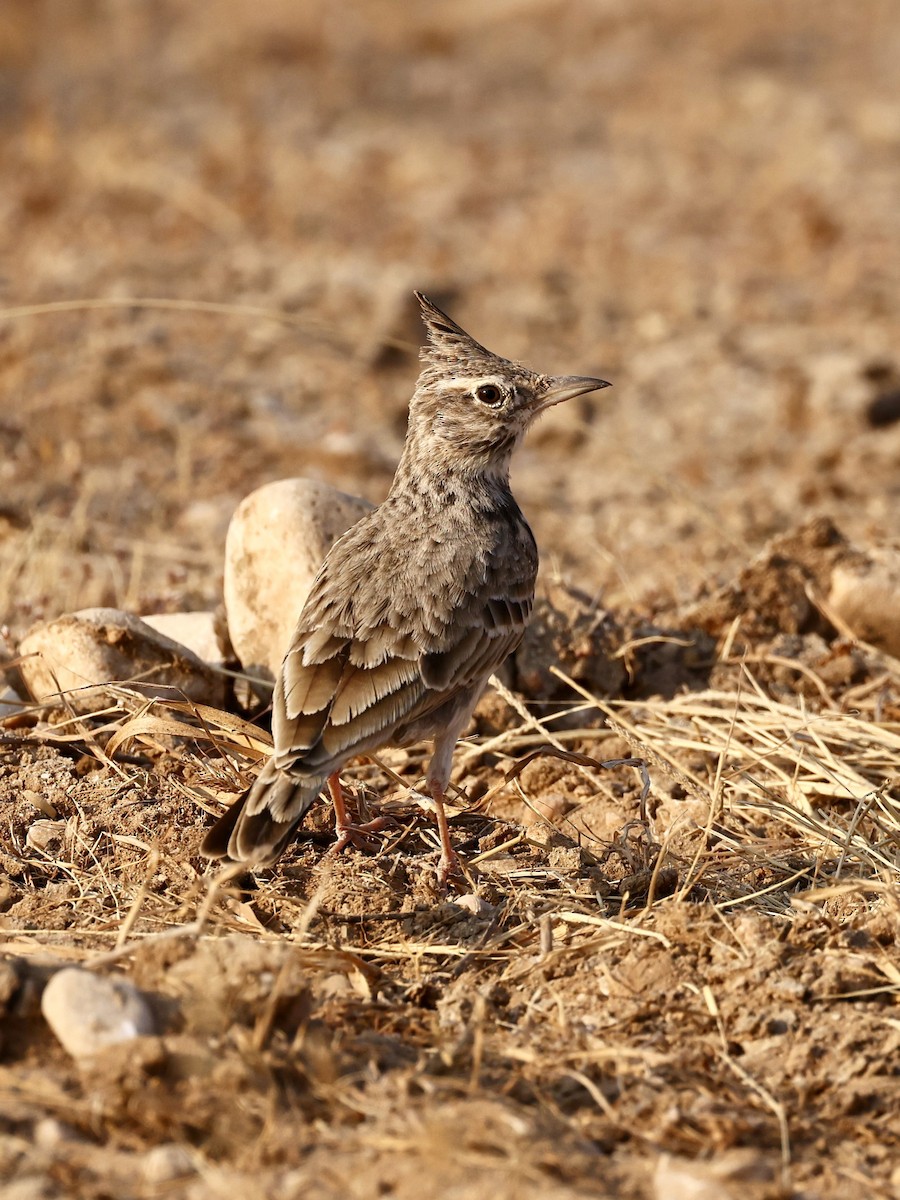 Cochevis huppé - ML644639091