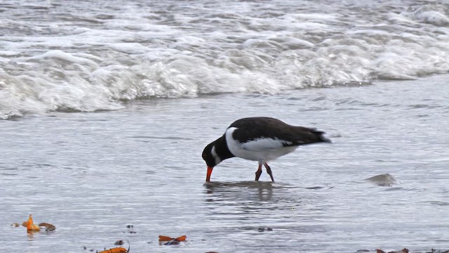 Huîtrier pie - ML644639092