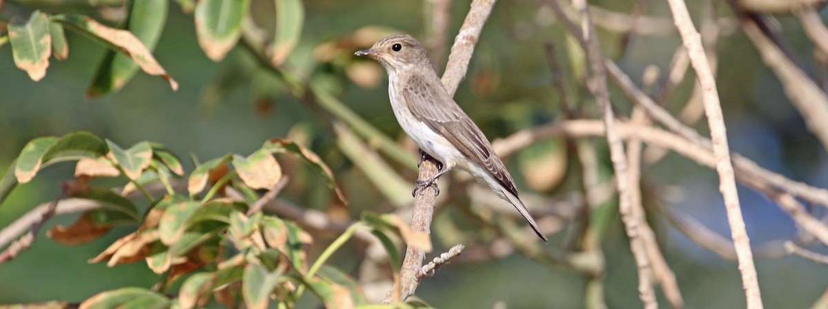 Gobemouche gris - ML644639093