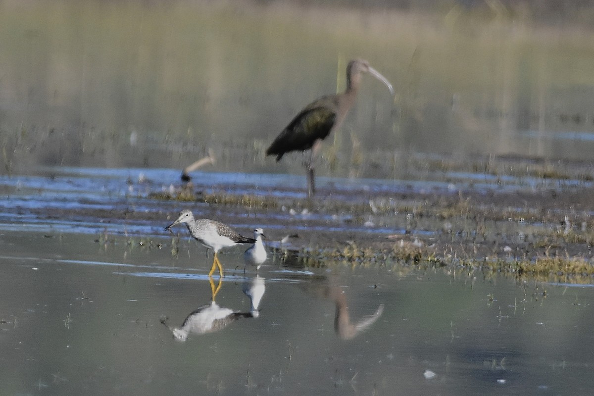 Phalarope de Wilson - ML644639094