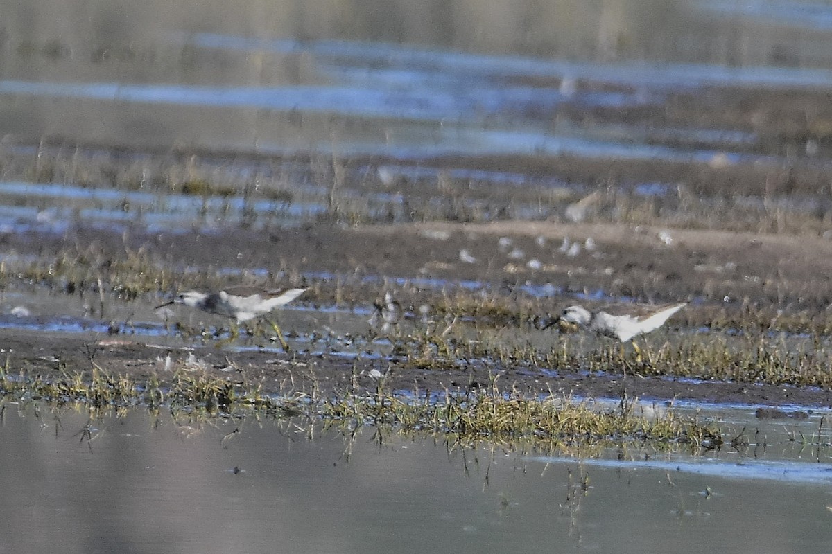 Phalarope de Wilson - ML644639095