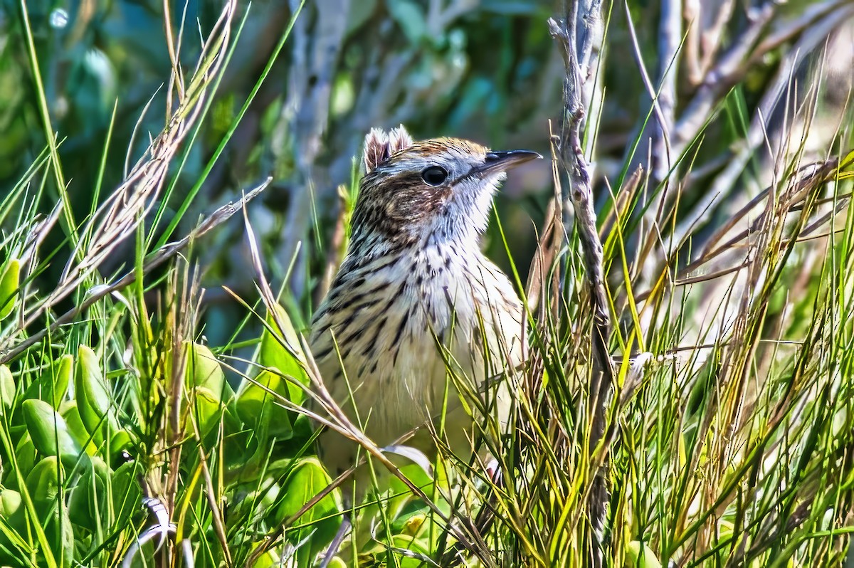 Séricorne strié - ML644639096