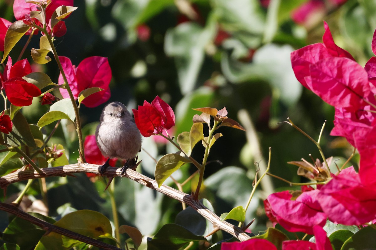 Серый ополовничек - ML644639104