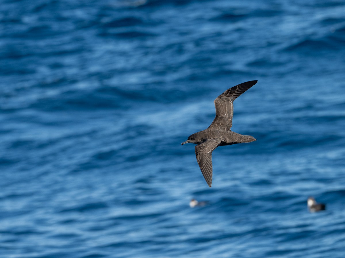 Puffin fuligineux - ML644639106