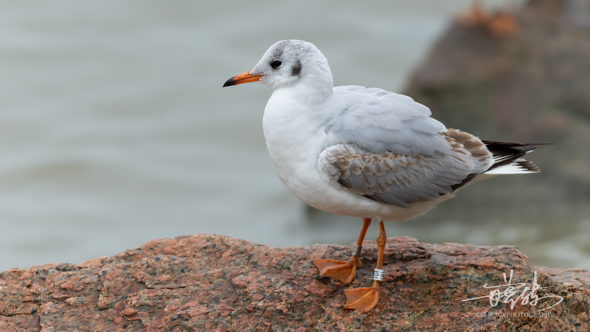 Mouette rieuse - ML644639107