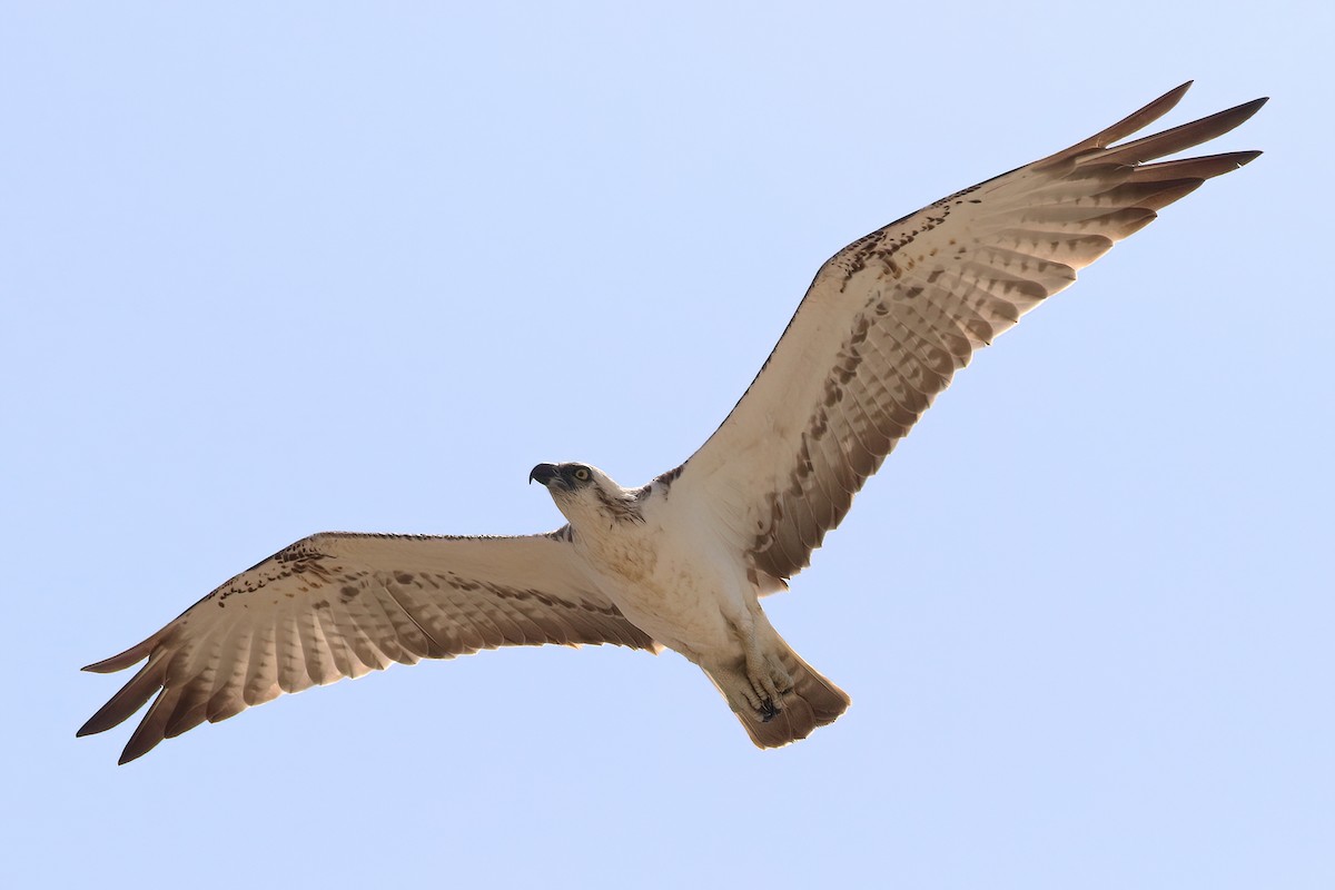 Balbuzard pêcheur - ML644639108