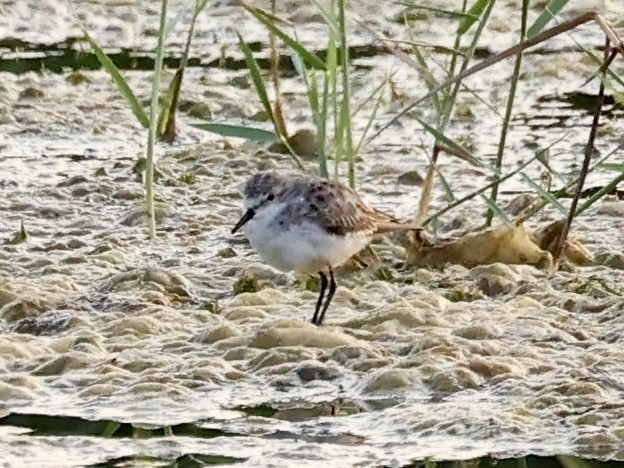 Bécasseau minute - ML644639109