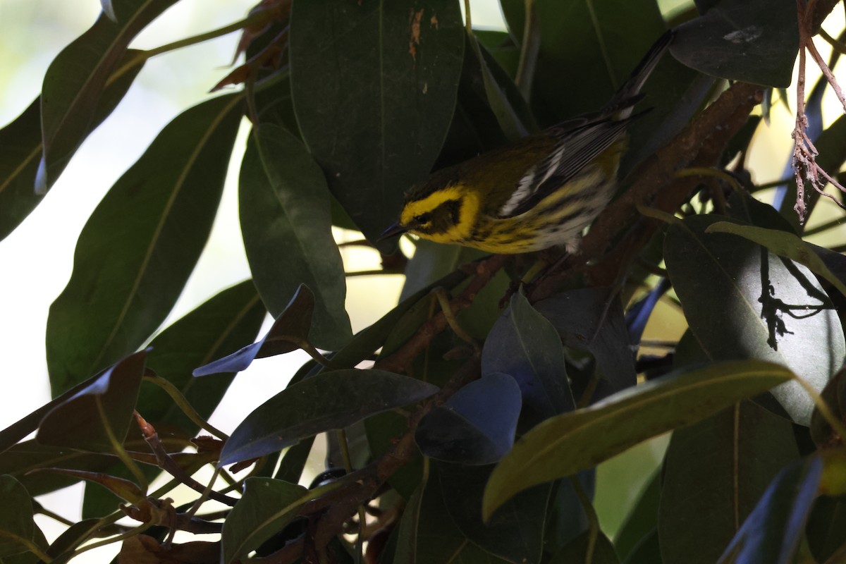 Желтобровая древесница - ML644639110