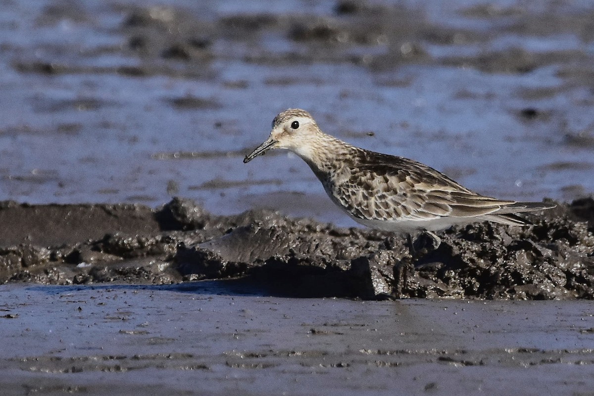 Bécasseau de Baird - ML644639111