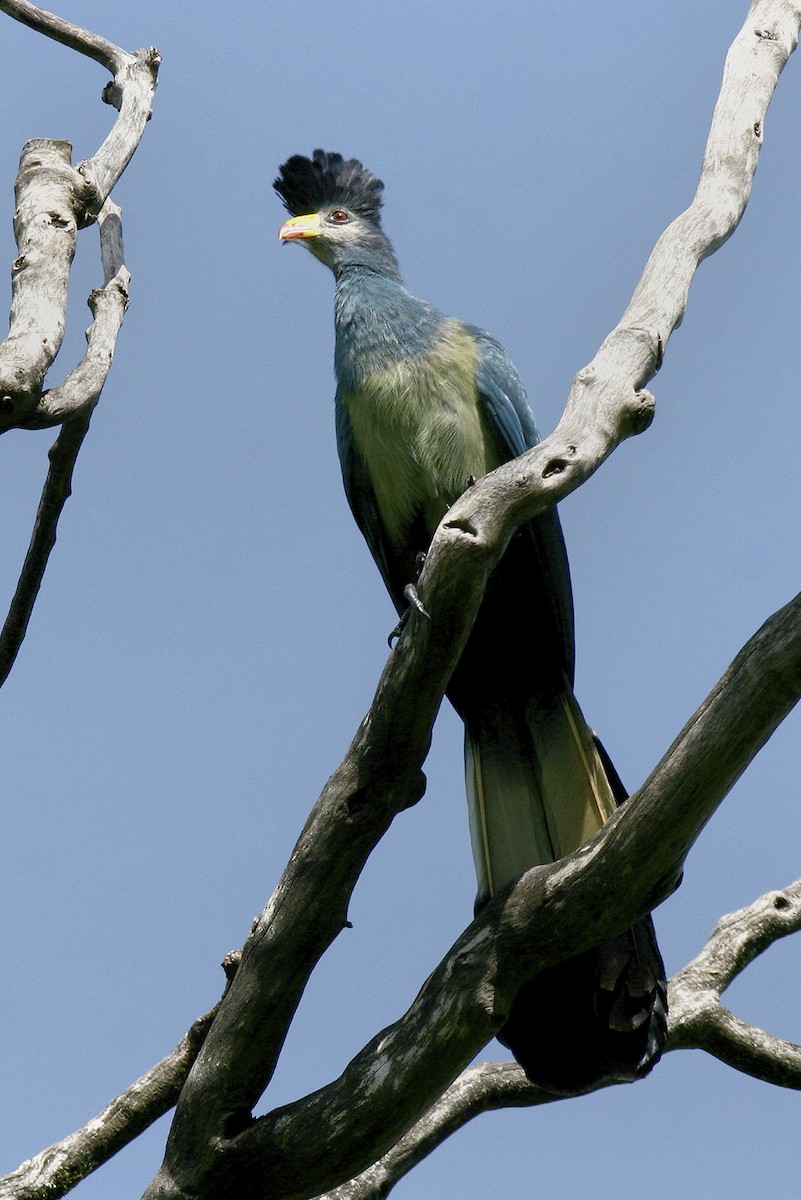 Touraco géant - ML644639113