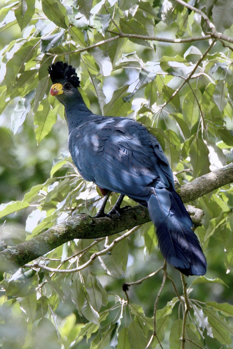 Touraco géant - ML644639114