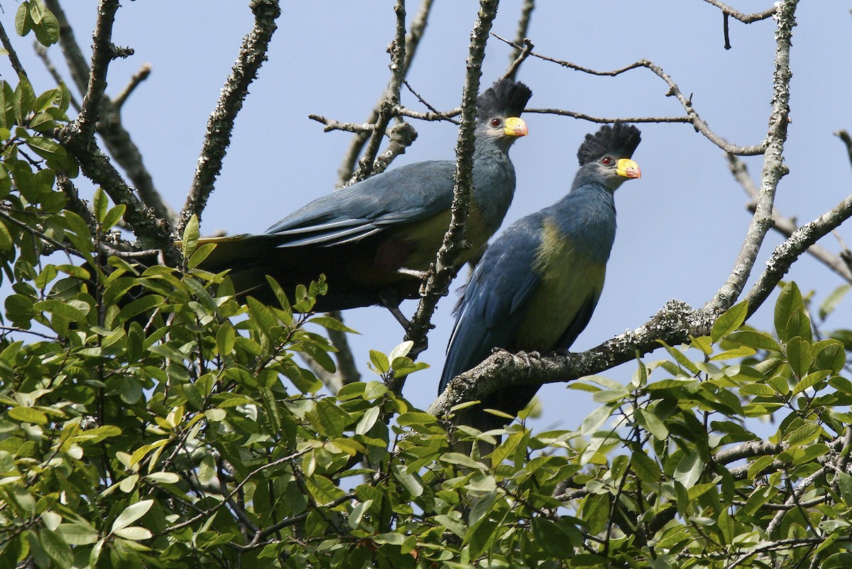 Touraco géant - ML644639115