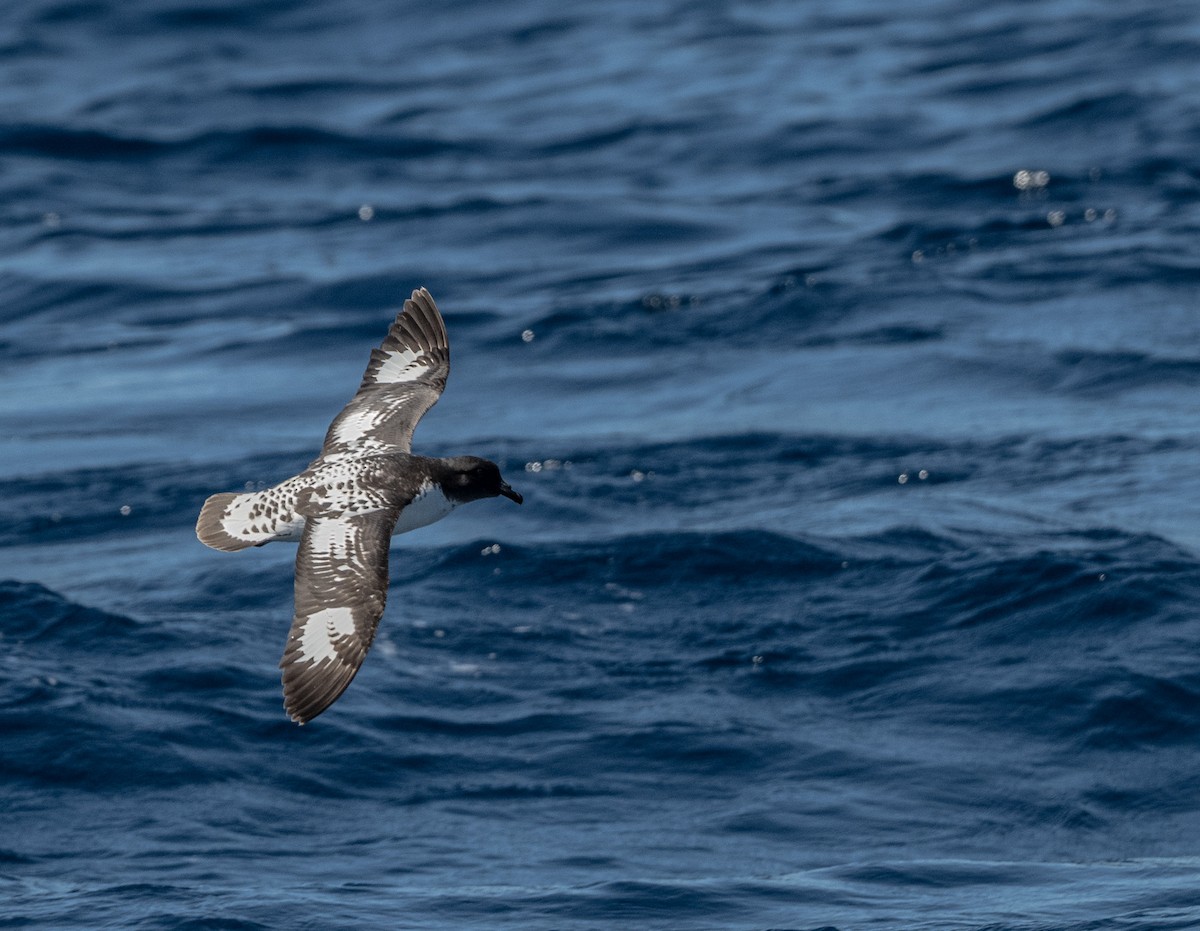 Damier du Cap - ML644639116