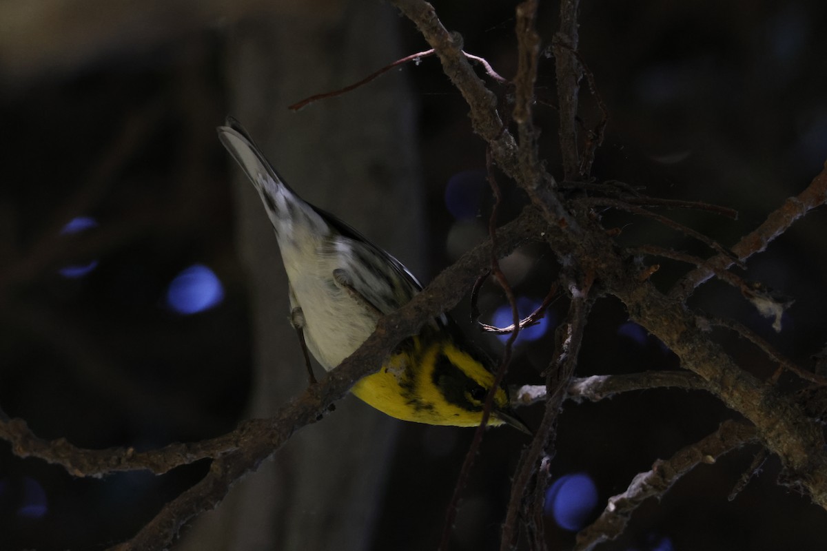 granparula - ML644639118