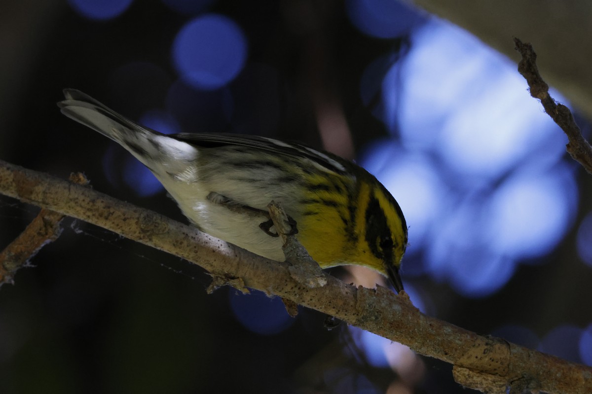 granparula - ML644639123