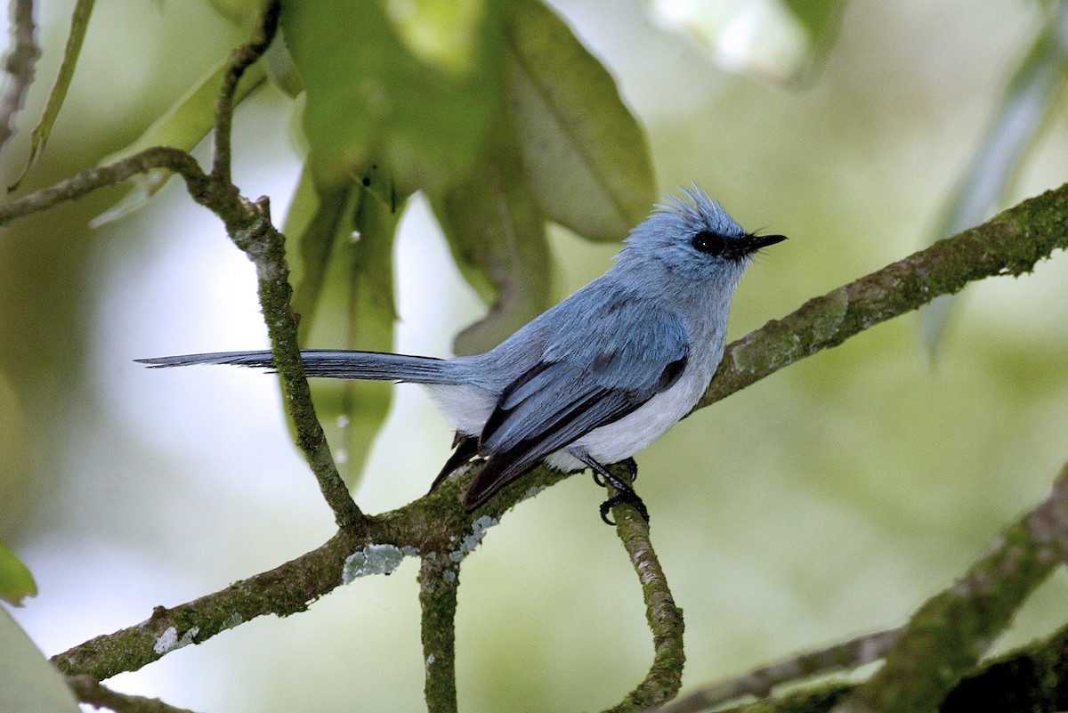 Ельмінія блакитна - ML644639126