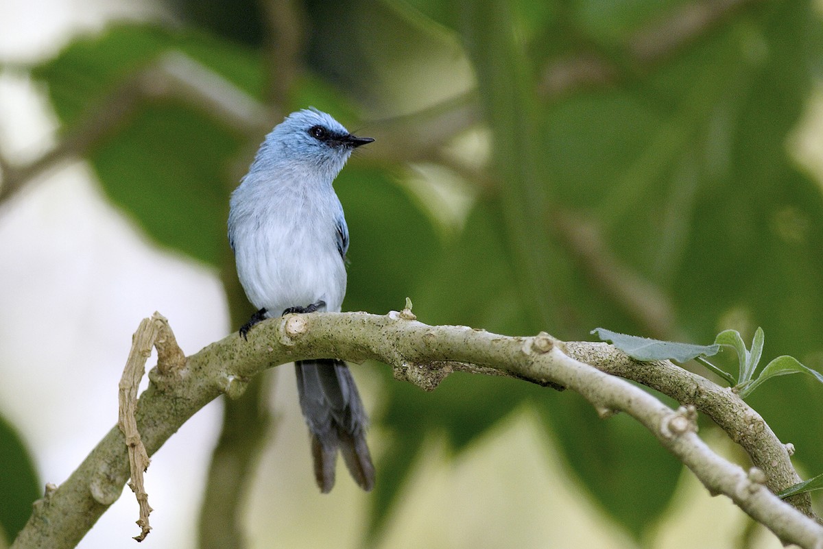 Ельмінія блакитна - ML644639127