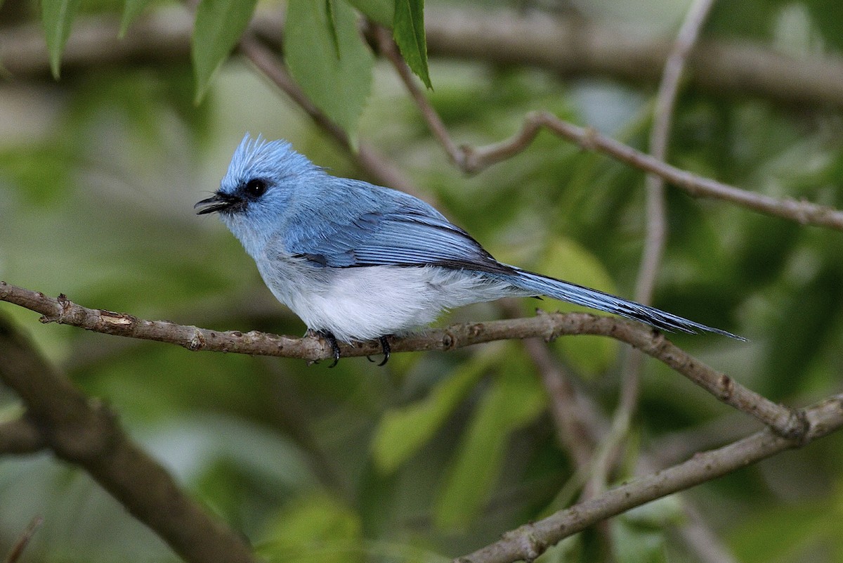 Ельмінія блакитна - ML644639128