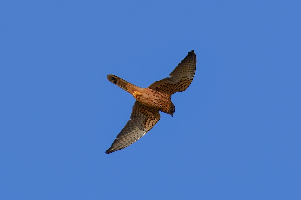 Belatz gorria (eurasiarra) - ML644639129