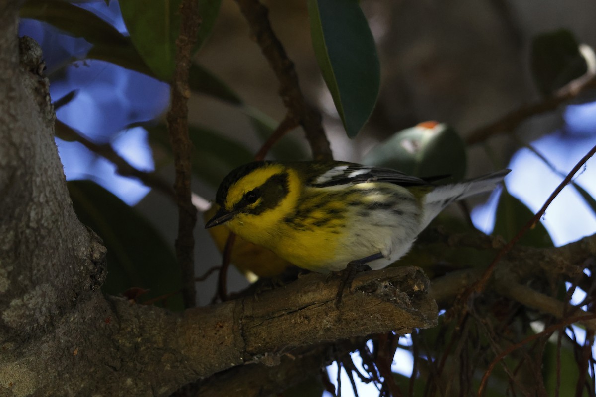 granparula - ML644639130