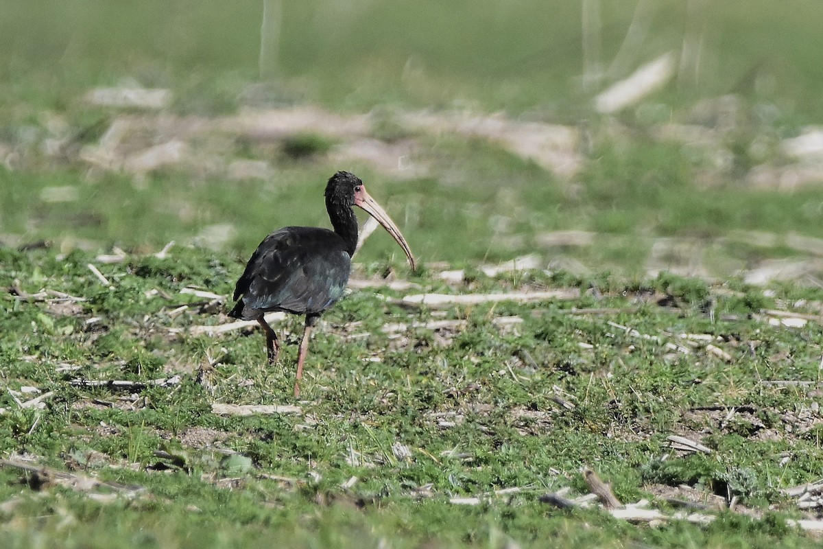 Ібіс чорний - ML644639131