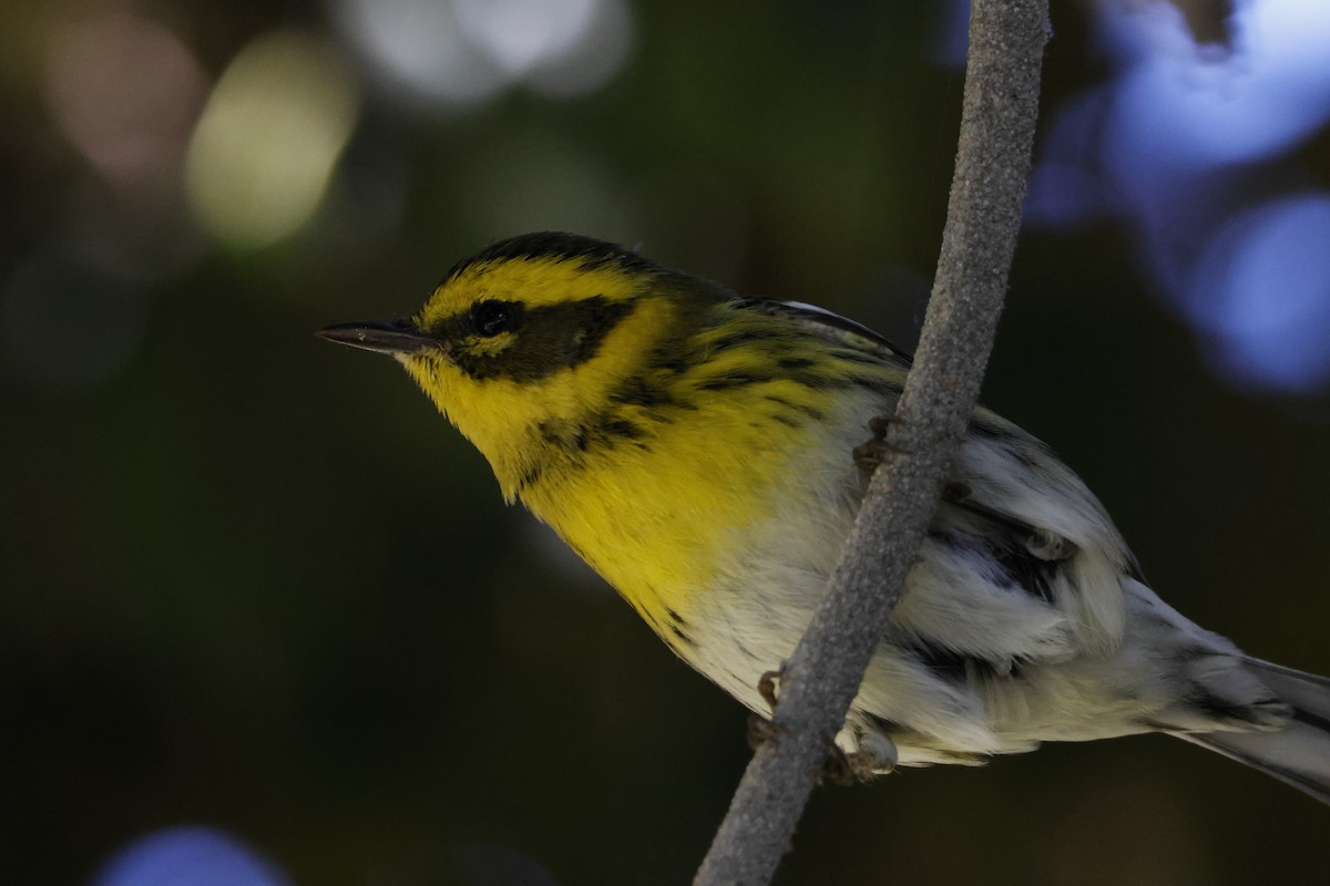 granparula - ML644639133