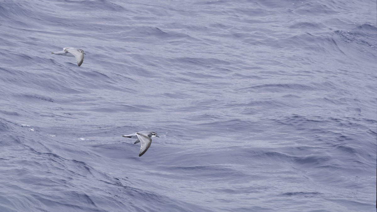 Antarctic Prion - ML644639151