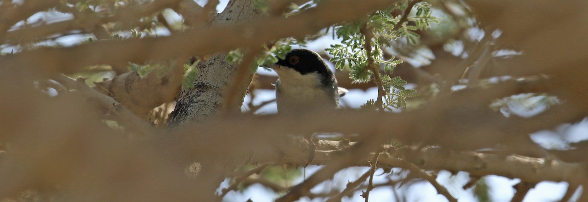 Txinbo burubeltza - ML644639168