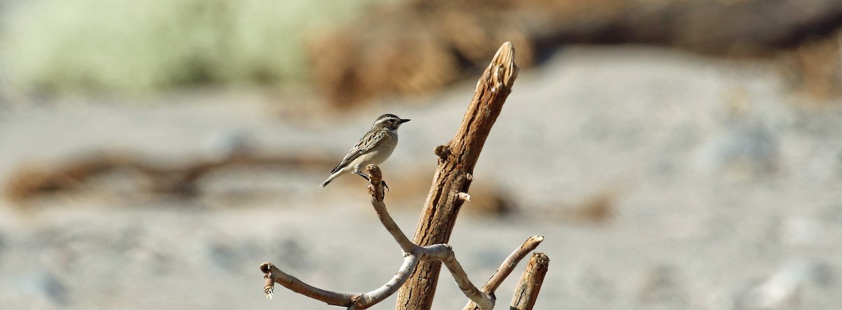 Tarier des prés - ML644639176