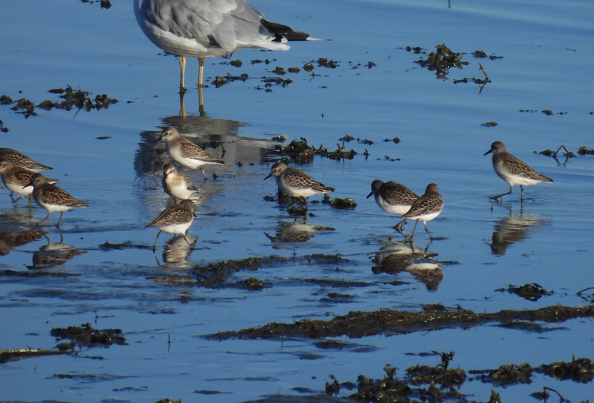 Semipalmated Sandpiper - ML644639177
