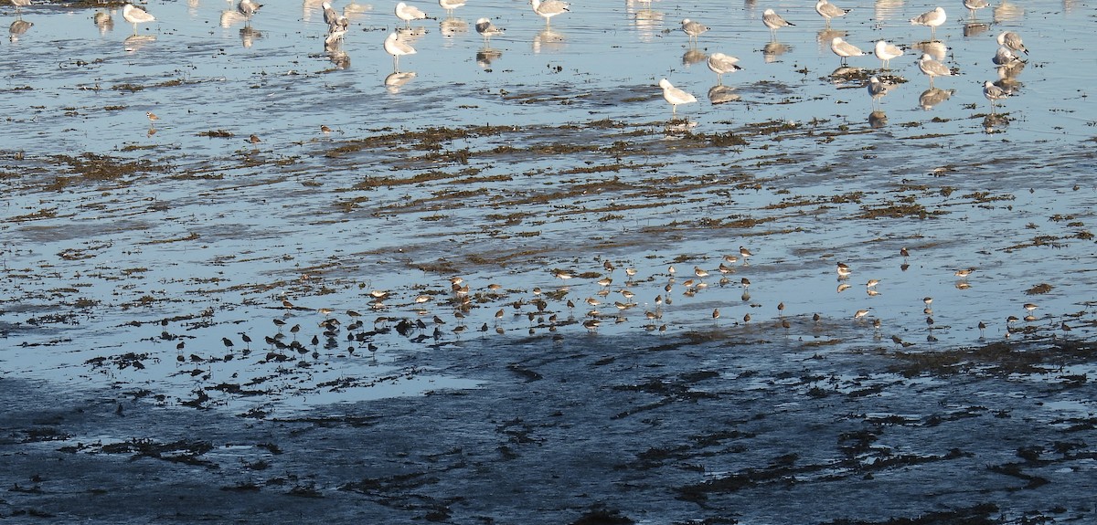 Semipalmated Sandpiper - ML644639178