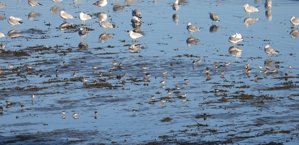 Semipalmated Sandpiper - ML644639179