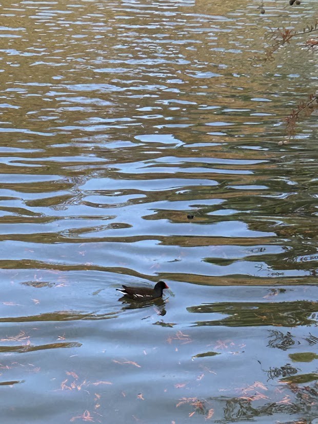 Eurasian Moorhen - ML644639181