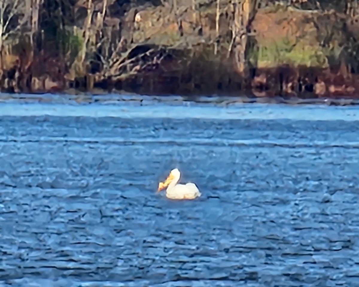 American White Pelican - ML644639204
