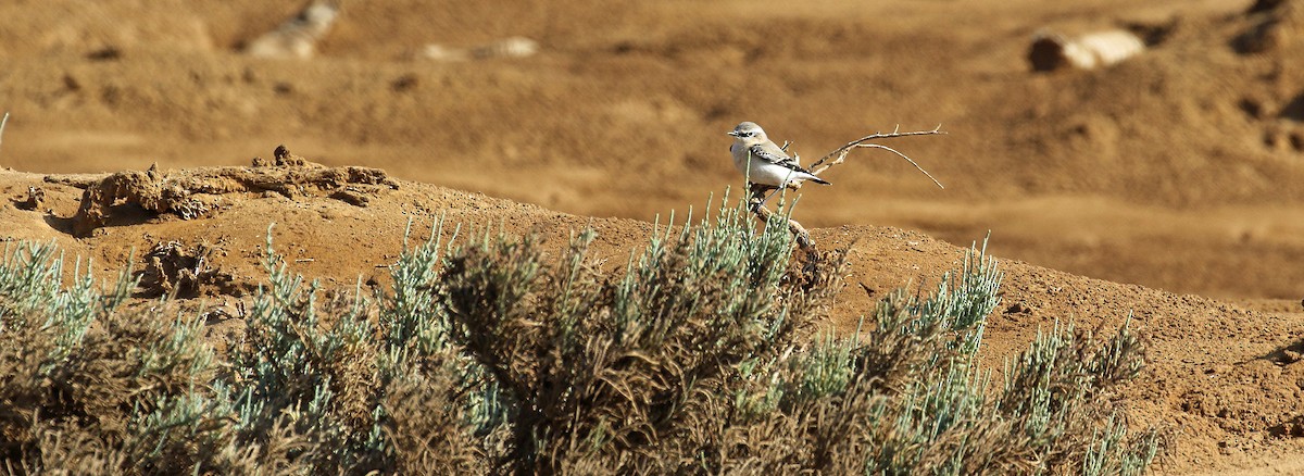 Northern Wheatear - ML644639205