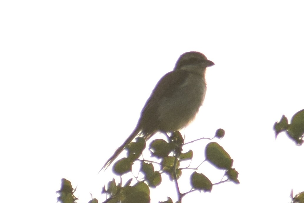 Brown Shrike - ML644639217