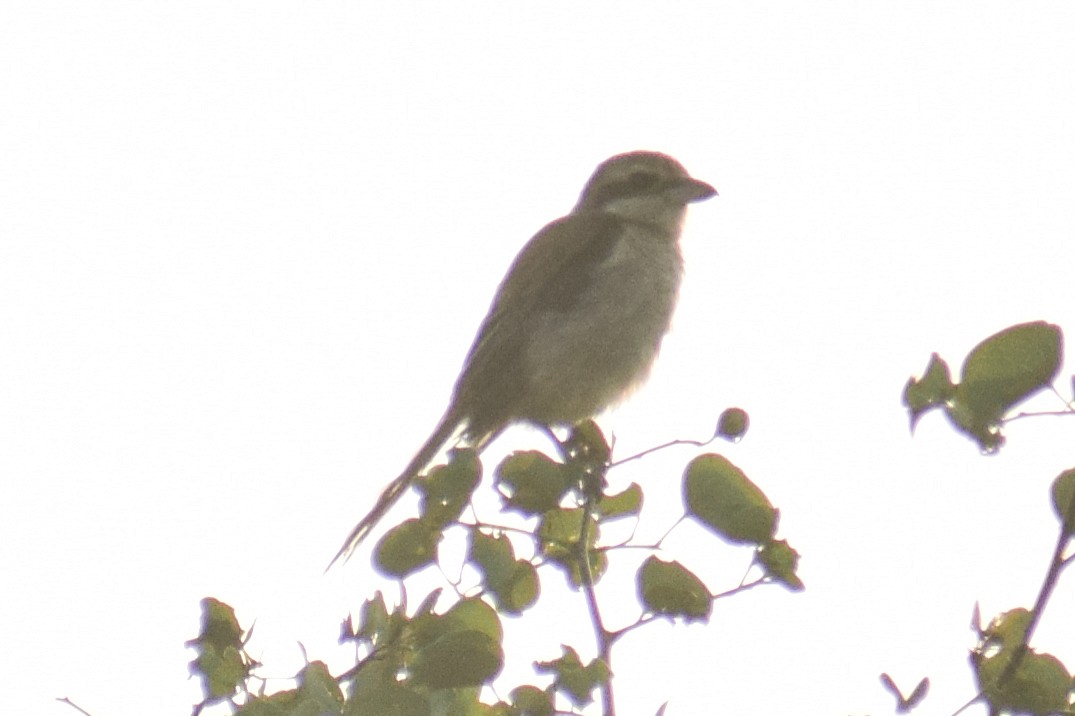 Brown Shrike - ML644639219