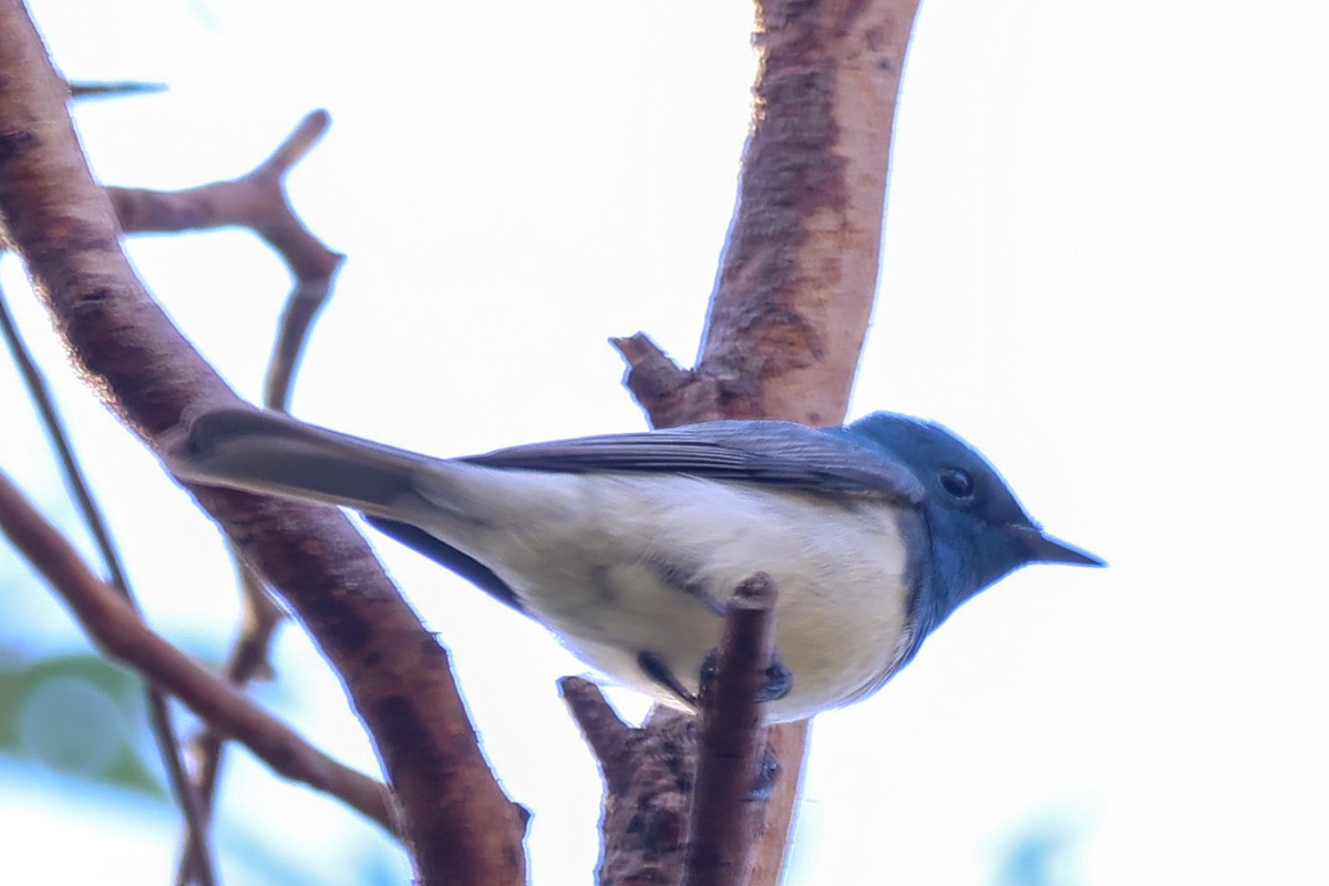 Leaden Flycatcher - ML644639220