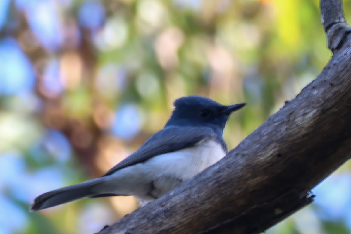 Leaden Flycatcher - ML644639221