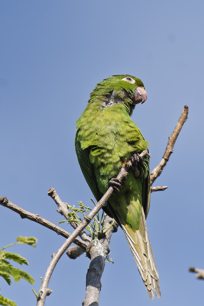 White-eyed Parakeet - ML644639224