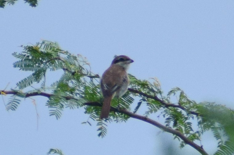 Brown Shrike - ML644639225
