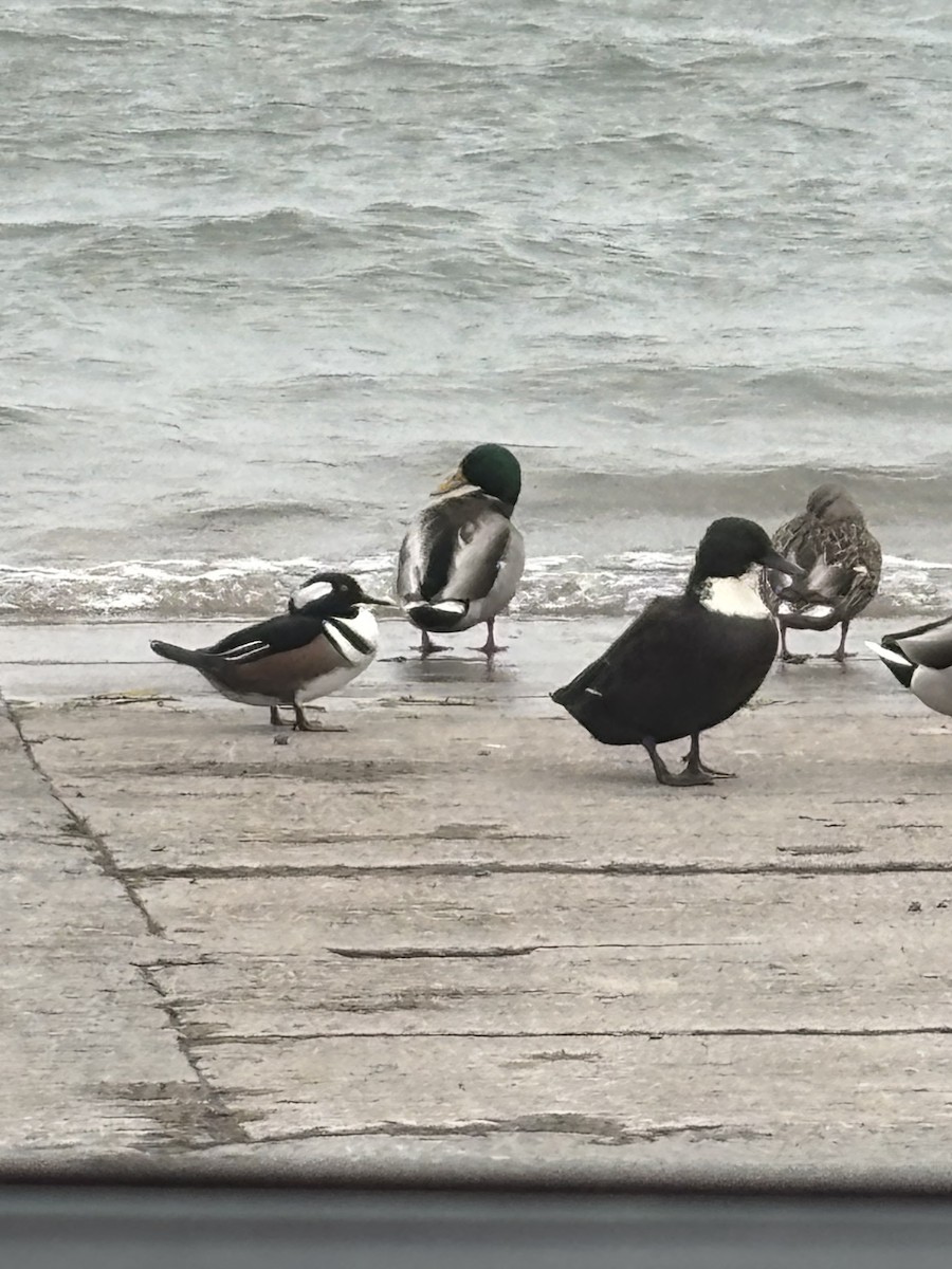 Zerra buruhandia - ML644639227