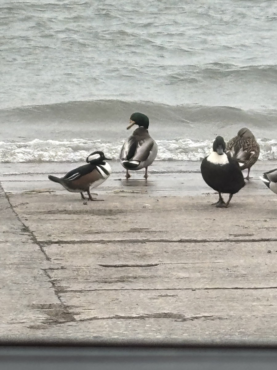 Zerra buruhandia - ML644639228