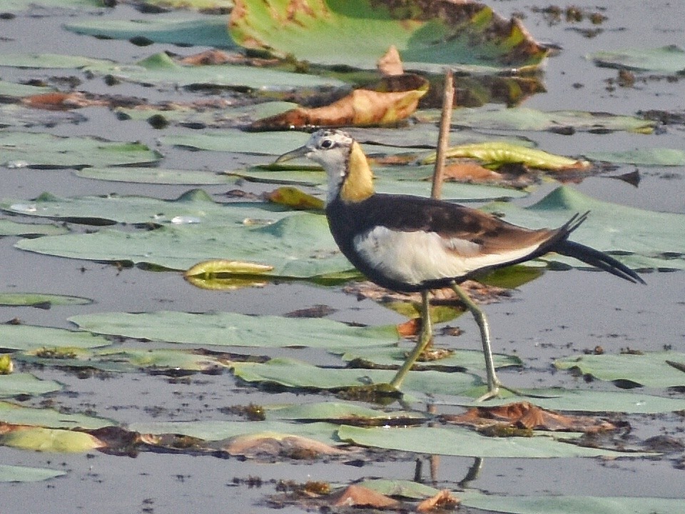 Фазанохвостая якана - ML644639239