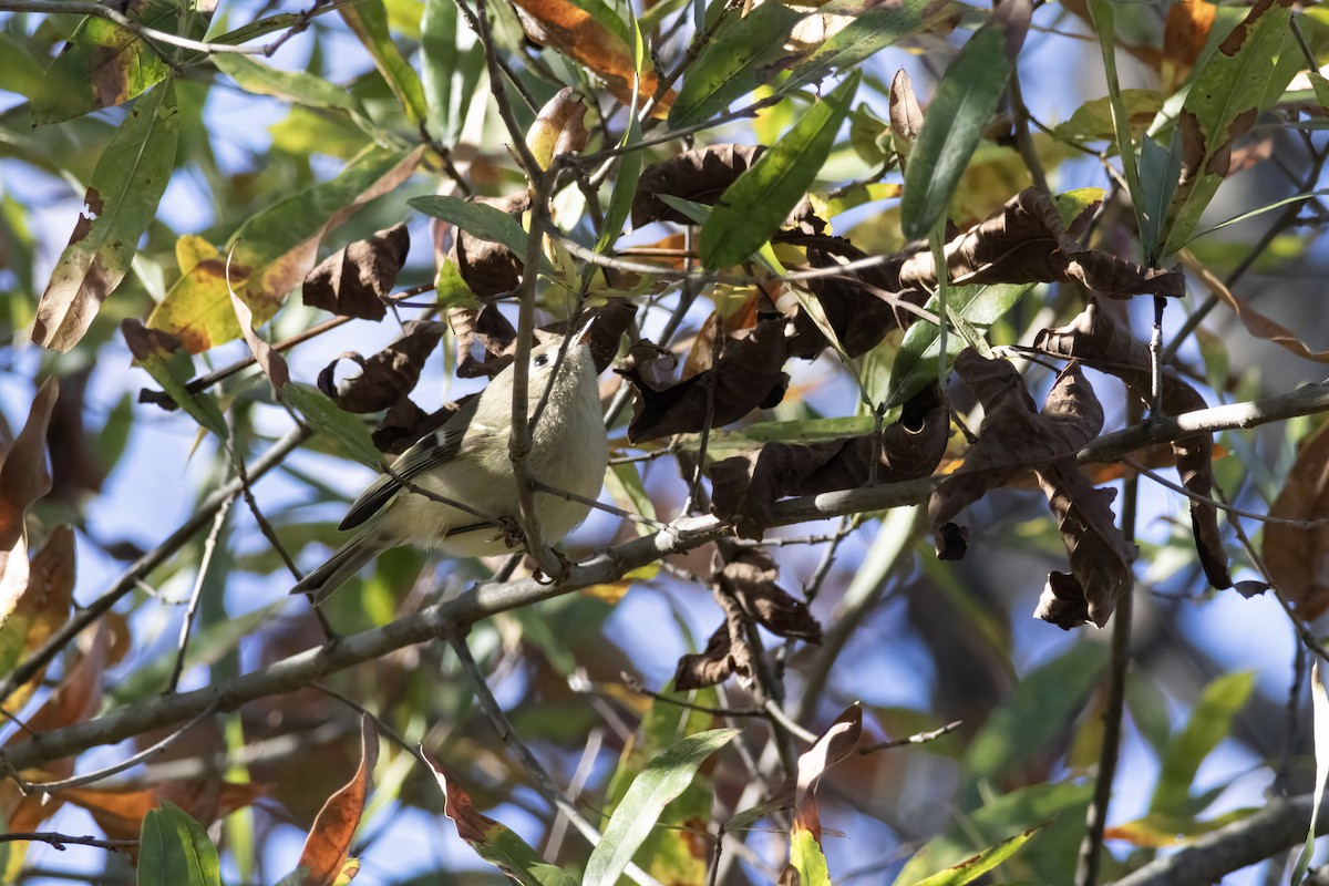 Ruby-crowned Kinglet - ML644639247