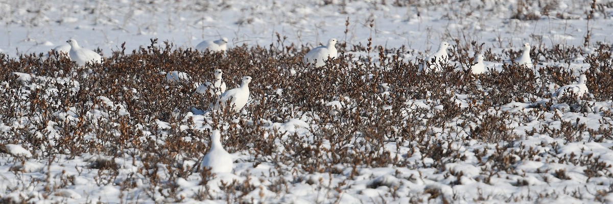 Moorschneehuhn - ML644639248