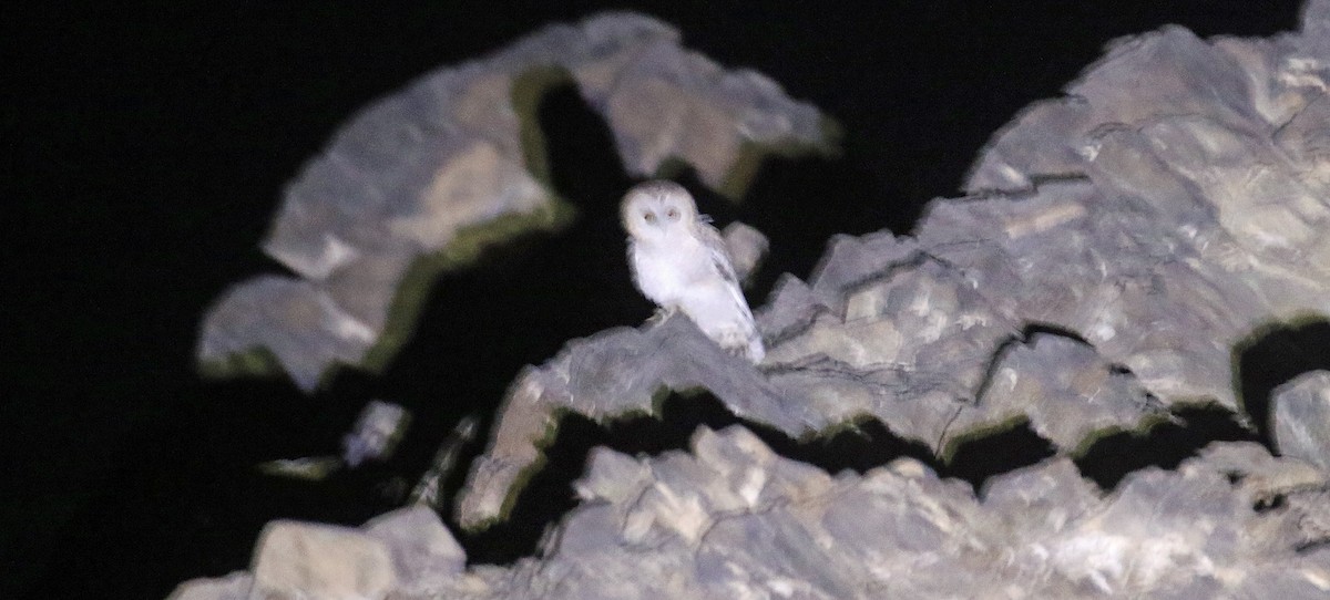 Desert Owl - ML644639250