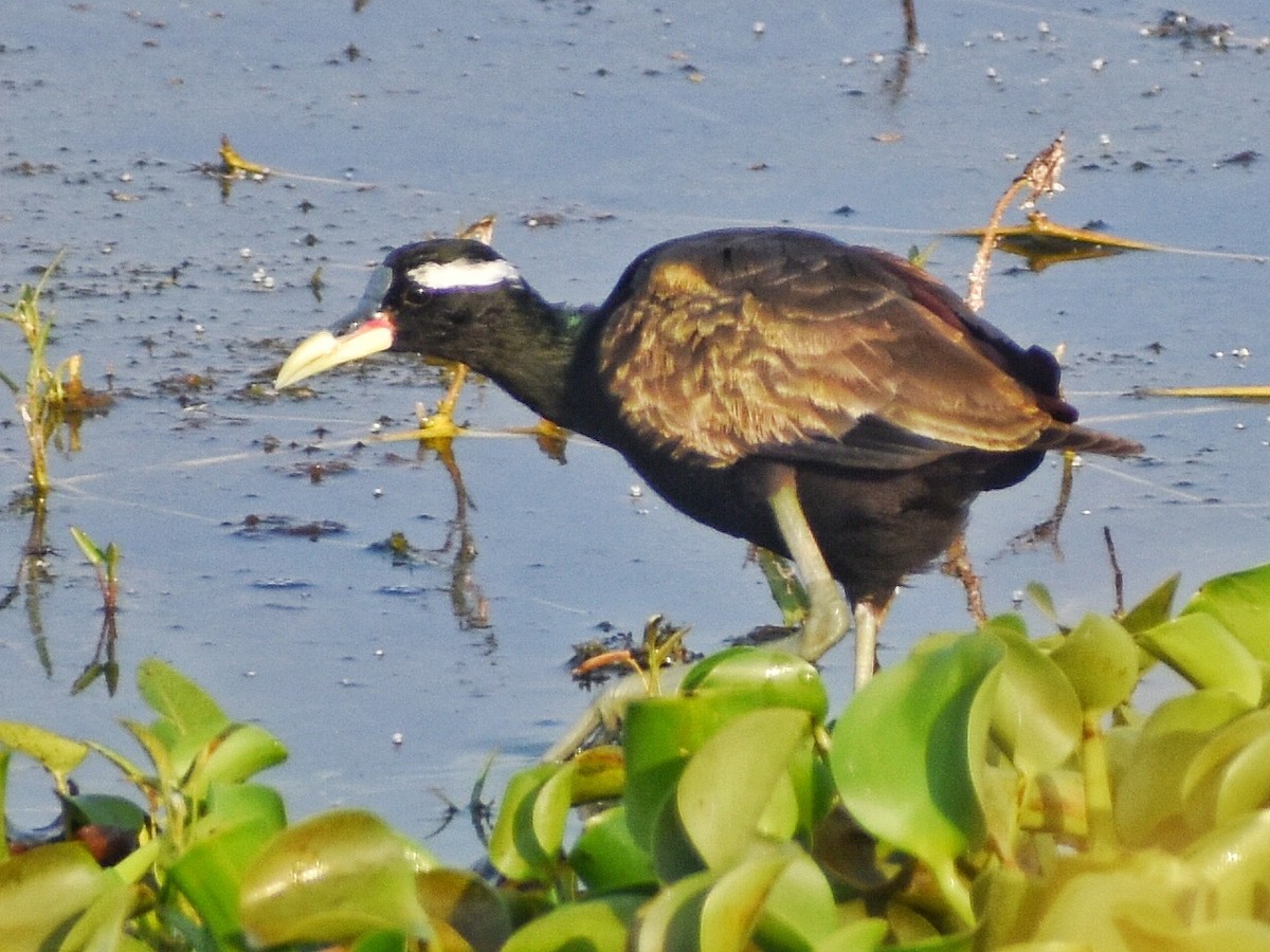 Бронзовокрылая якана - ML644639251